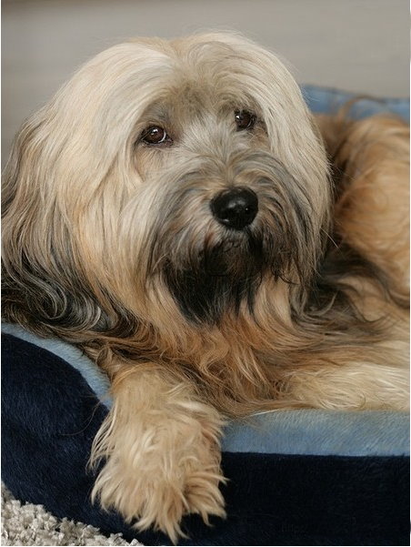 Ponschneiden beim Tibet Terrier - ABOUT DOGS AND CHIRU [Hundeblog]