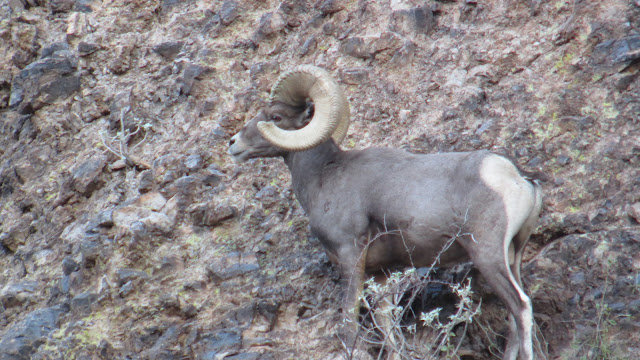 Colburn+and+Scott+Outfitters+Desert+Bighorn+Sheep+Photos+in+Unit+22+2.JPG
