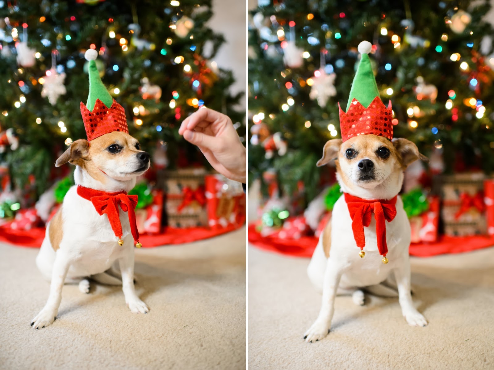 Animals christmas getting ready izismile Hill Country Housewife: Animal Christmas Photos 2013