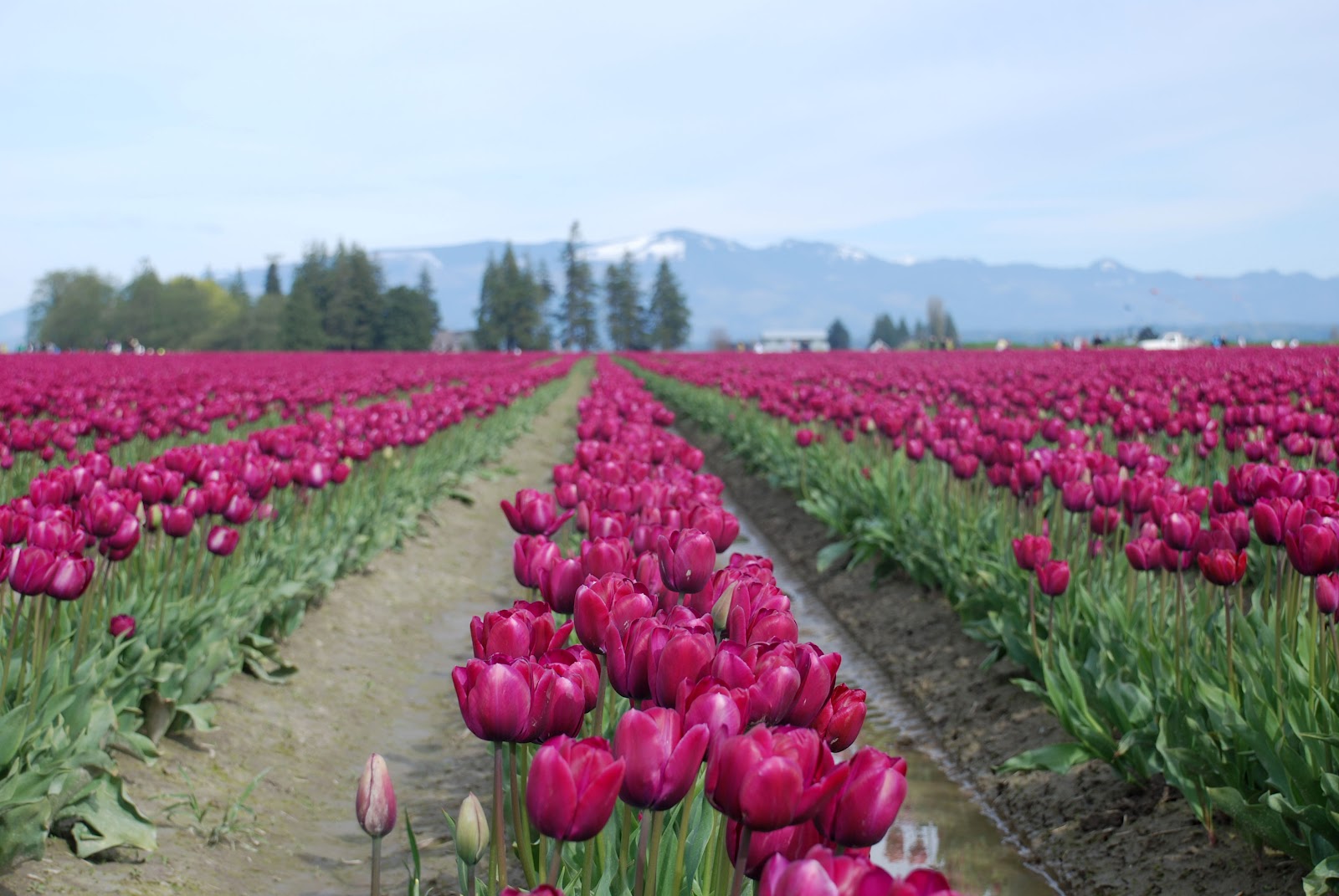 The Skagit Valley Tulip Festival in Mt. Vernon, WA