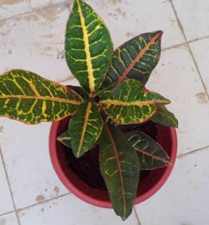 Croton after 1 month growth