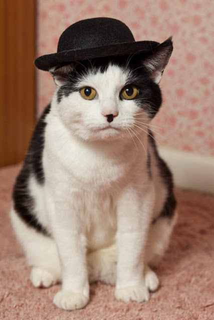 Kucing Charlie Chaplin