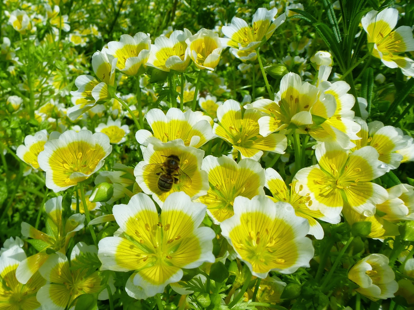Honey bees on Poached Eggplant, Crimson Clover, Embothrium, Ceanothus....