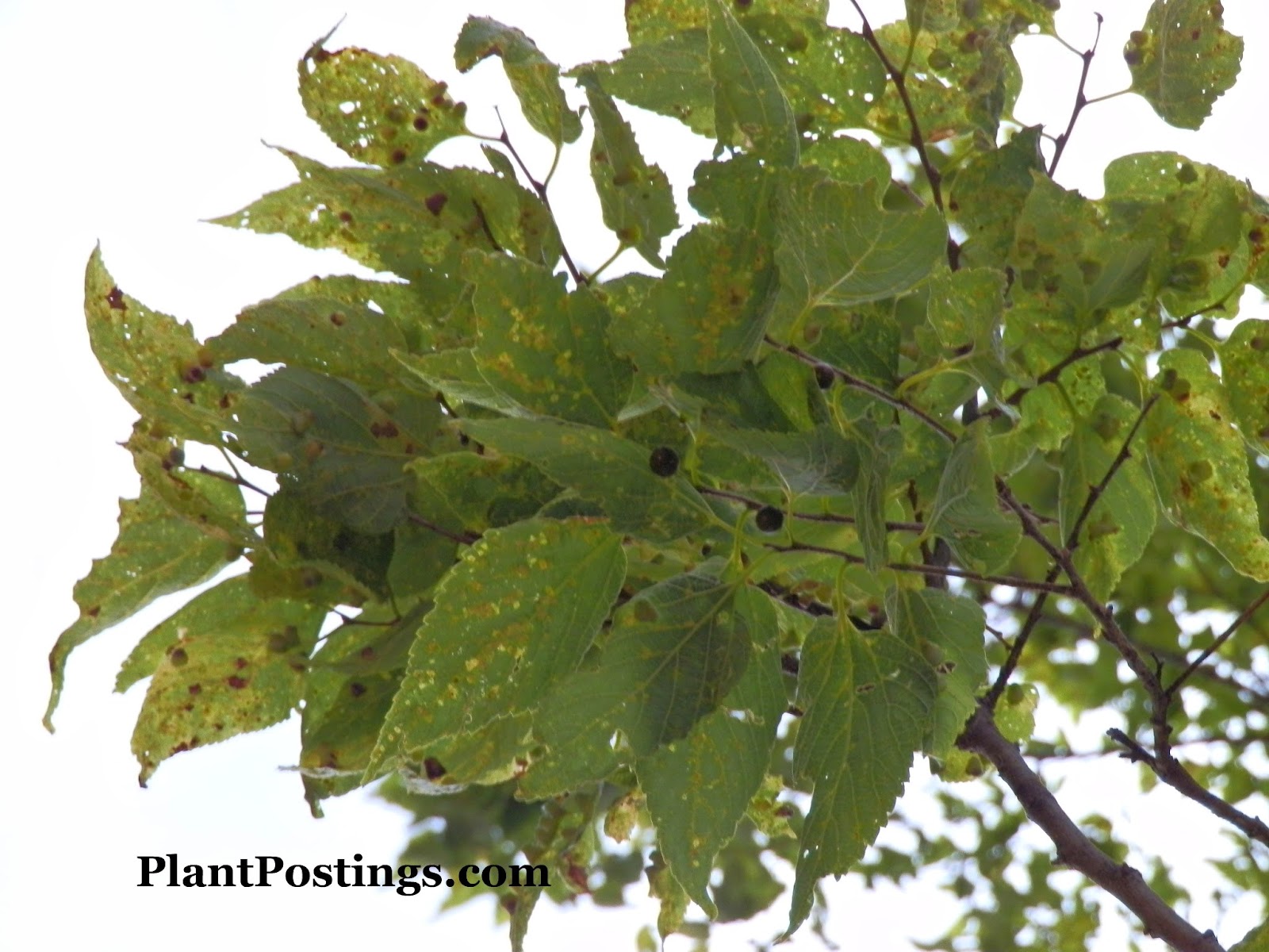 PlantPostings Plant of the month Shagbark Hickory