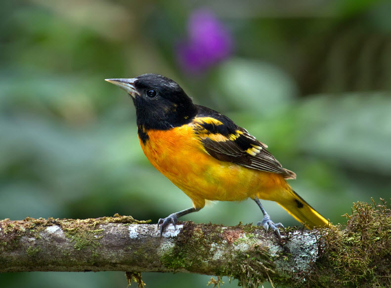 best 28 where do oriole birds live animal you best 28 where do oriole birds live animal you