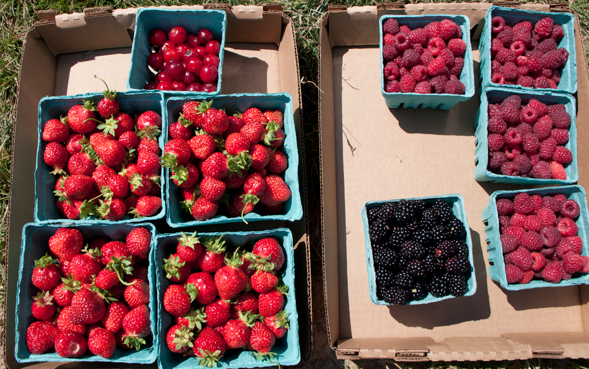 PickYourOwn Berries Learn, Live, and Explore!