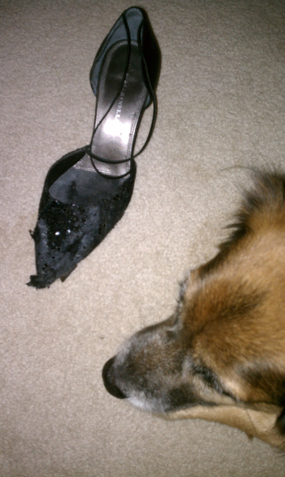 the shoe dog the shoe dog