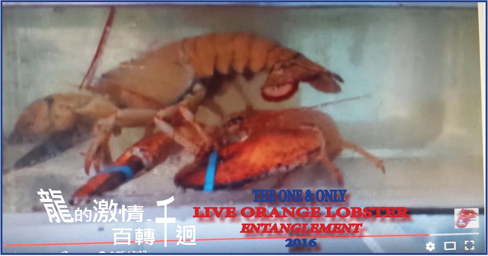 龍情千百轉/Live orange lobster 2016