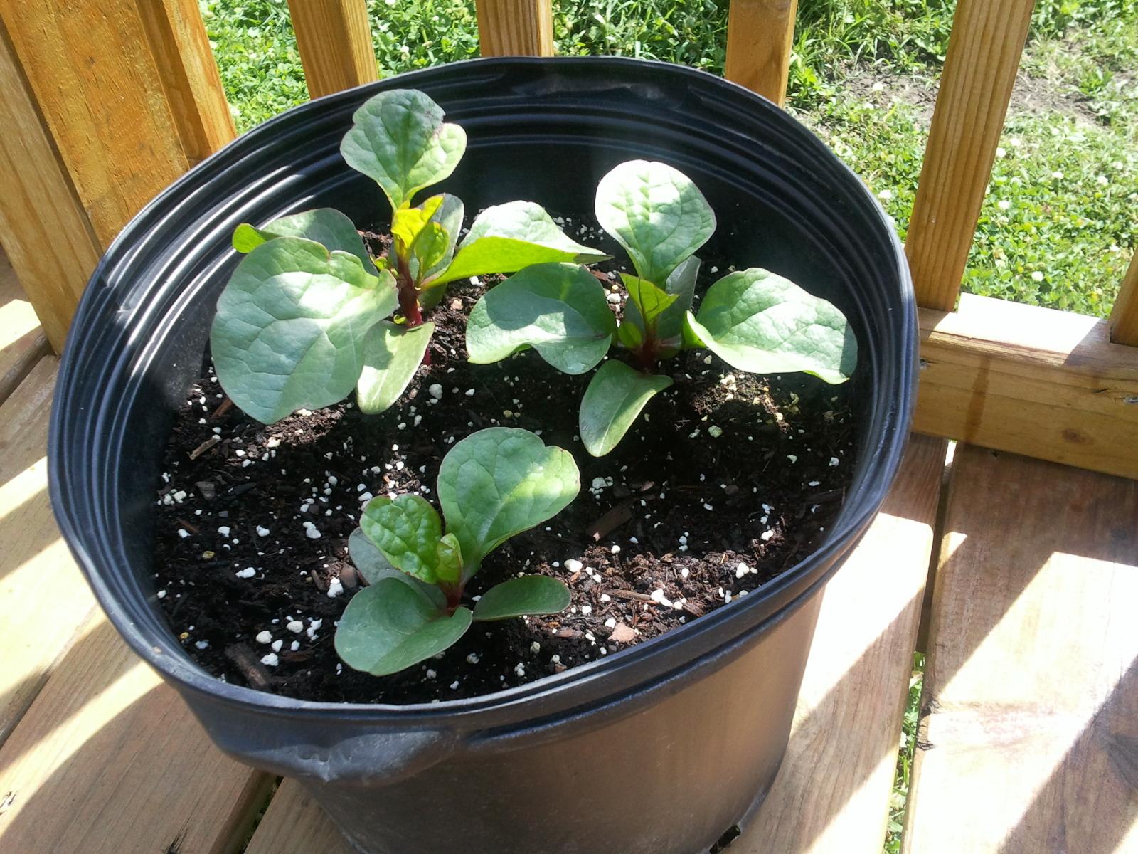 Grandma Bonnie's Closet Climbing Spinach Plant