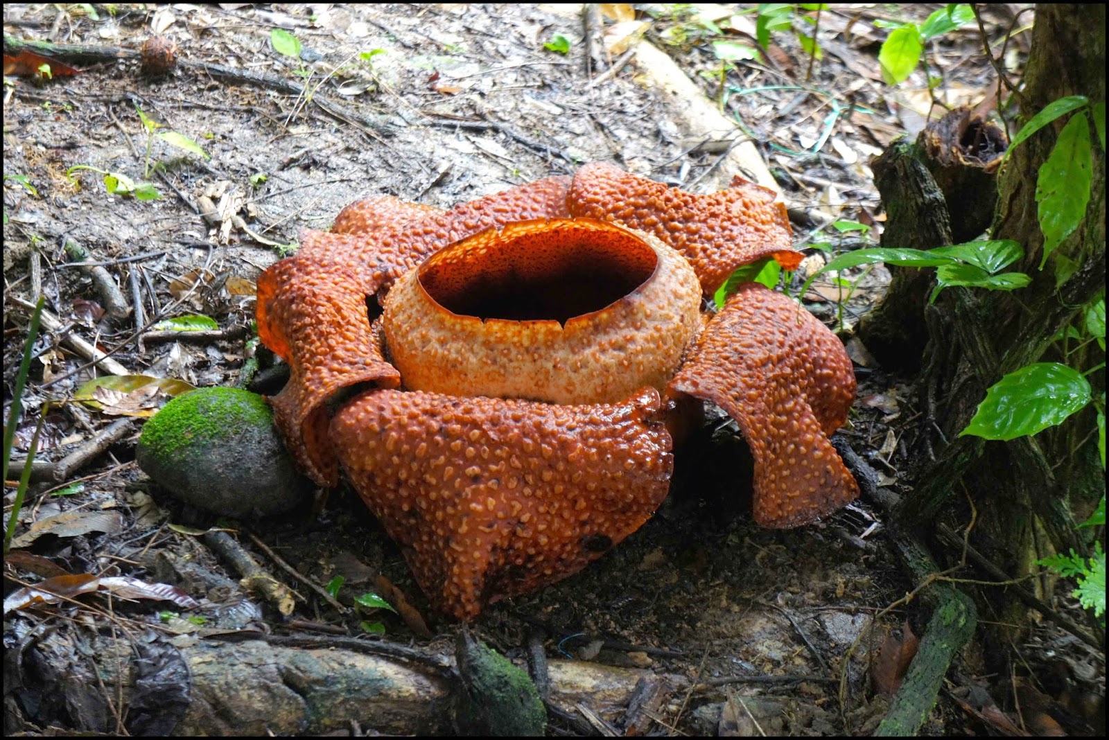 Rafflesia Kota Kinabalu Malasia Malaysia