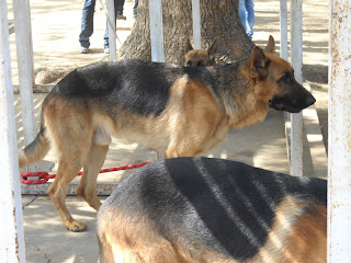 german shepherd dog show ahmedabad
