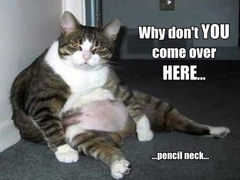 Funny Fat Cat New Photos 2012 | Funny Animals