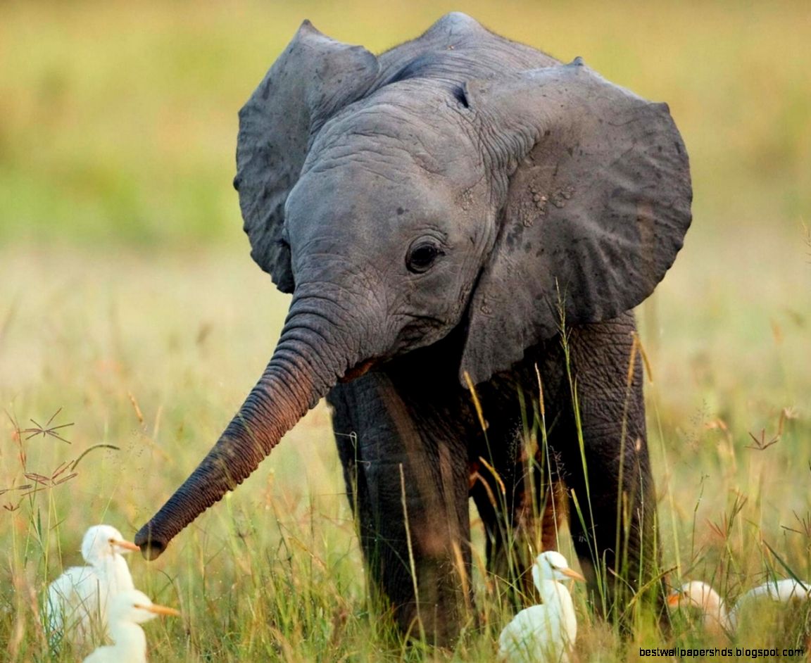 1280x1024 Baby Elephant Wallpaper 1280x1024 Baby Elephant Wallpaper