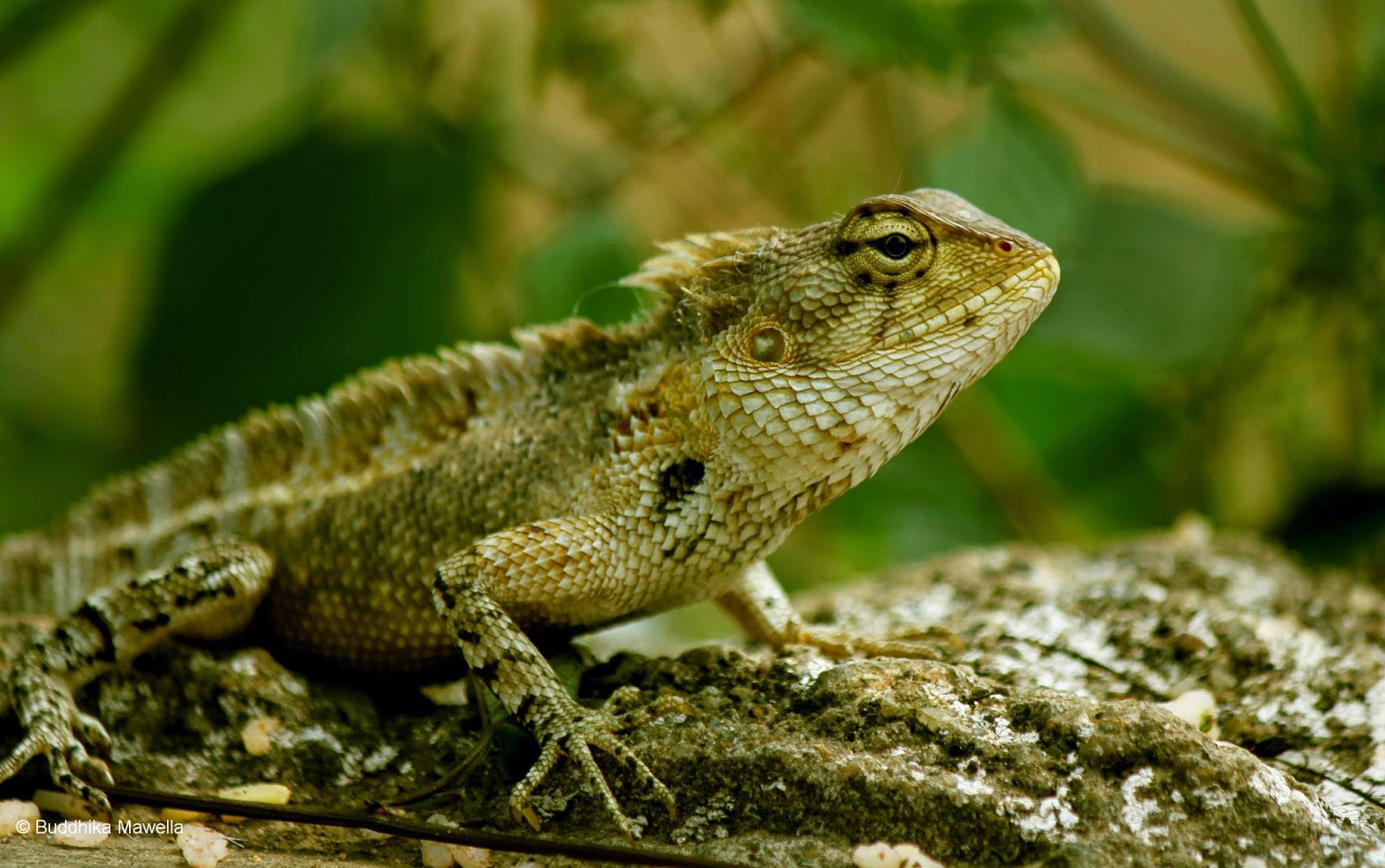 Lanka Nature Summary Oriental Garden Lizard (Calotes versicolor)