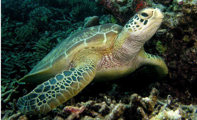 Les tortues du monde .  (marine)  Chelonia+mydas