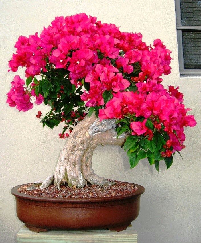 Bonsai tree flowers Dreamy Nature