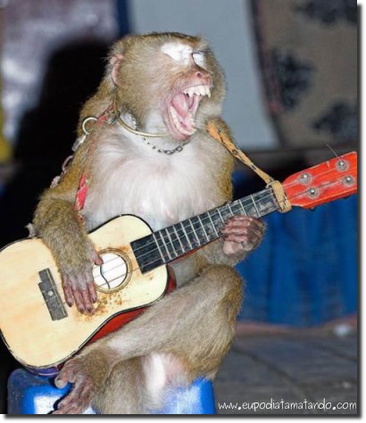 funeral_do_glogueiro_macaco_violao_musica_absurdo_rock_cantando_sentado_gritando_grito.jpg