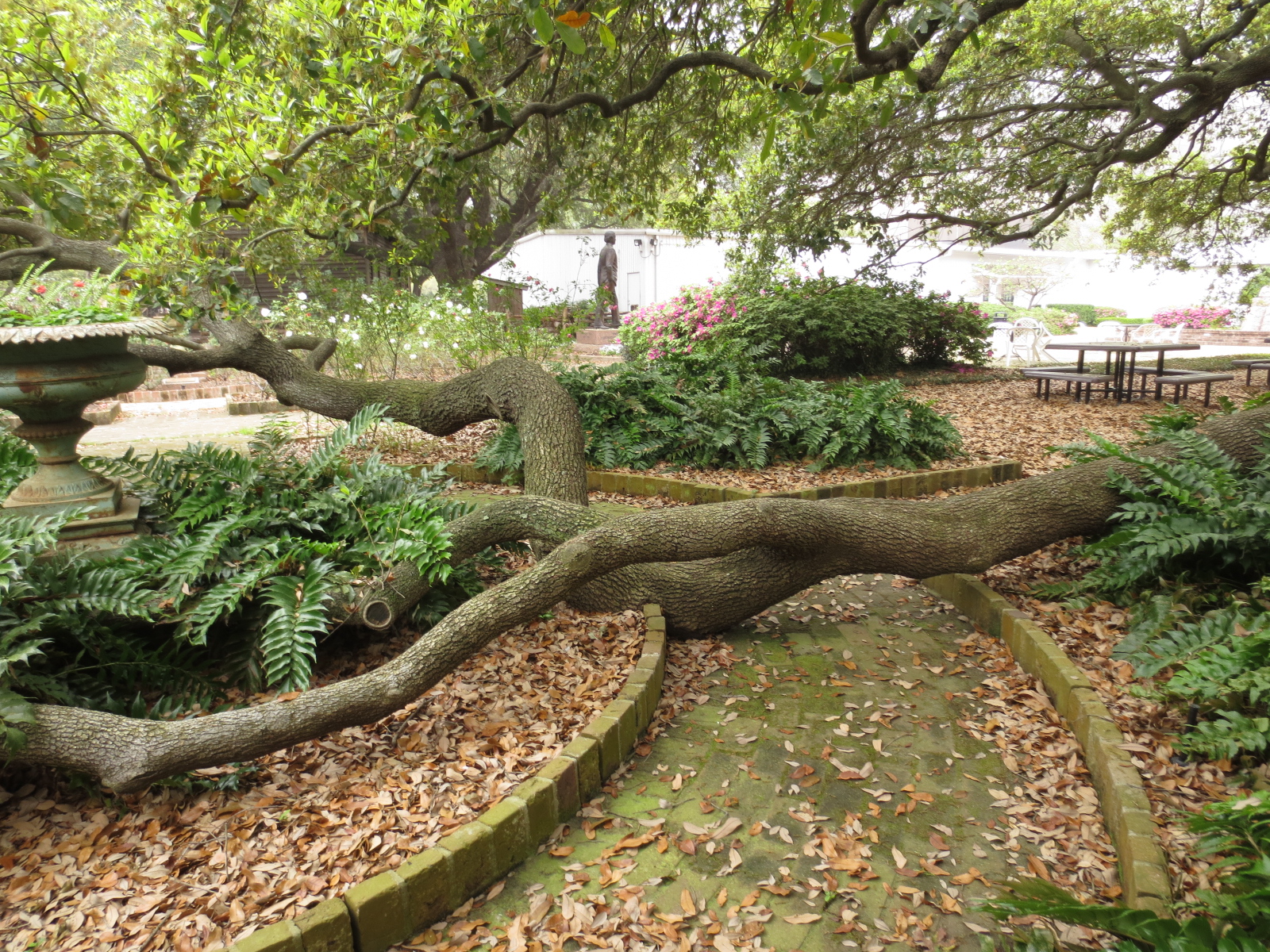 Remarkable Trees of Texas THE MOST BEAUTIFUL TREE IN DOWNTOWN HOUSTON