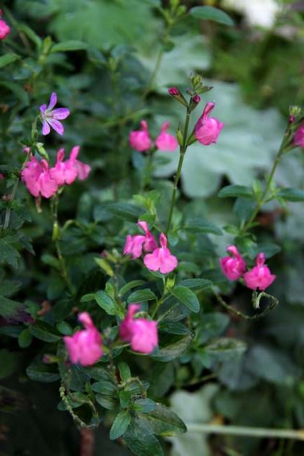 Catalogue Journees Des Plantes De Courson 2013 By Domaine De