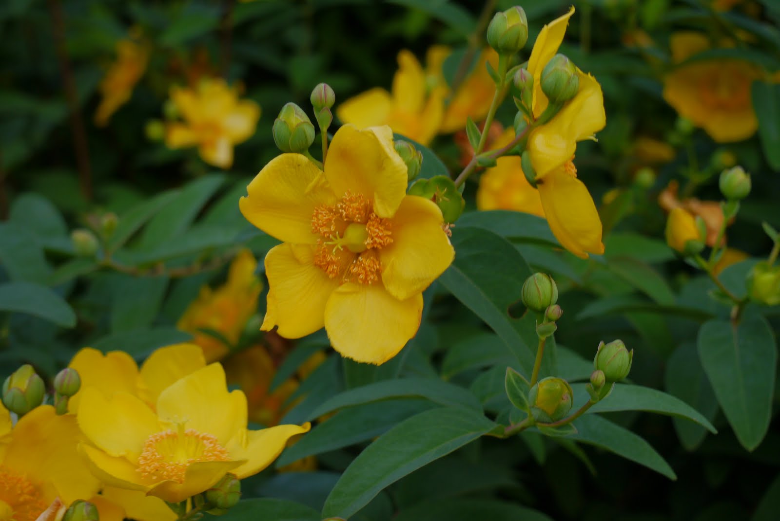 すずめの備忘録 ヒペリカム ヒドコート