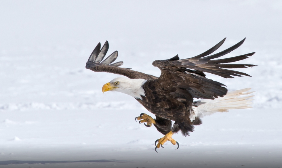 White Wolf : Fascinating Wildlife Pictures of Maxime Riendeau Will Take