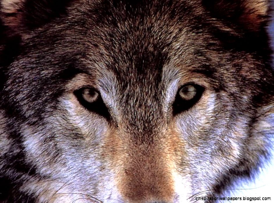Wolf Close Up Wolf Close Up