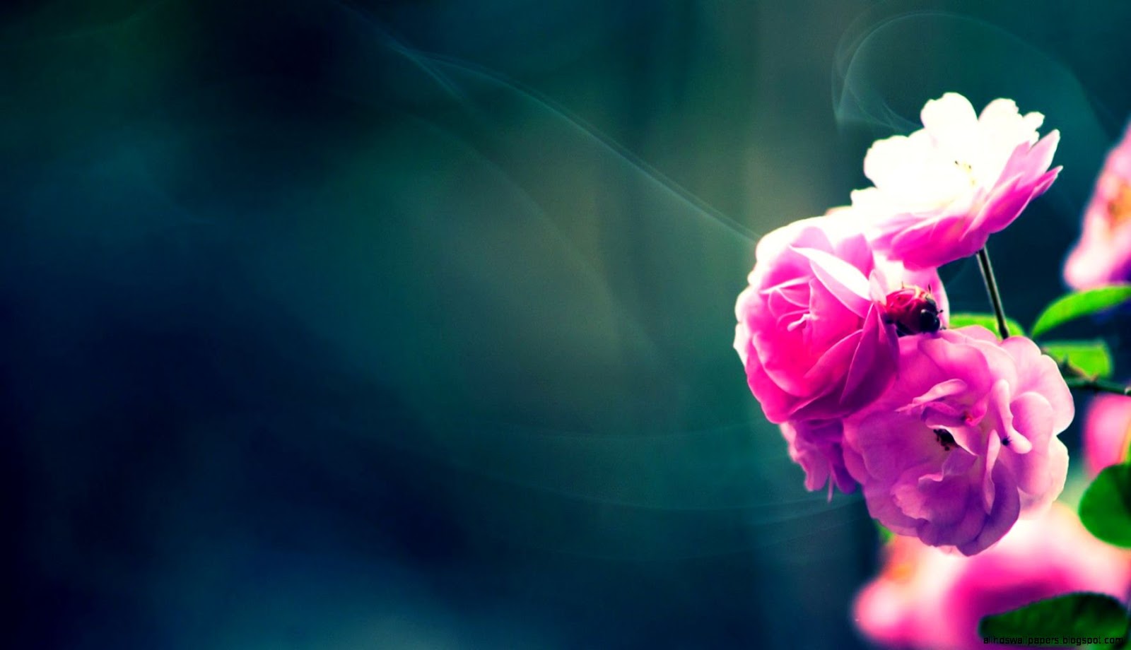 HD Flower Wallpaper for Desktop Download HD Flower Wallpaper for Desktop Download