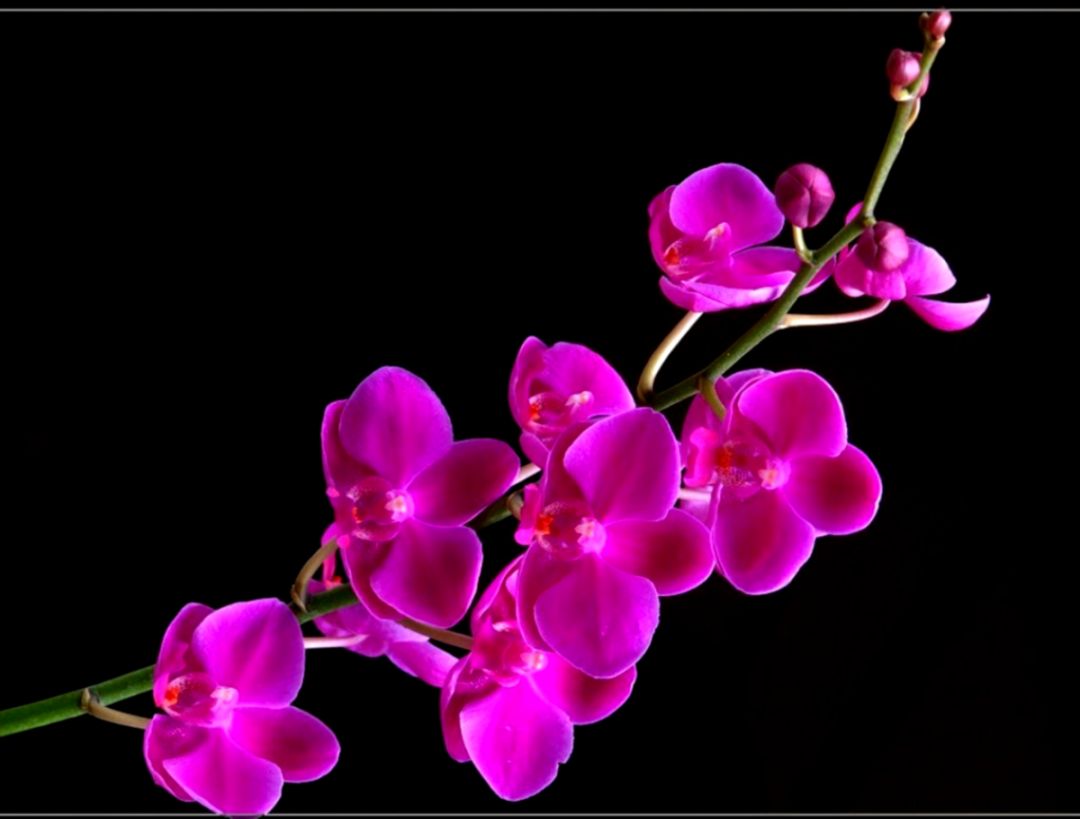 Beautiful Purple Orchid Flower Beautiful Purple Orchid Flower
