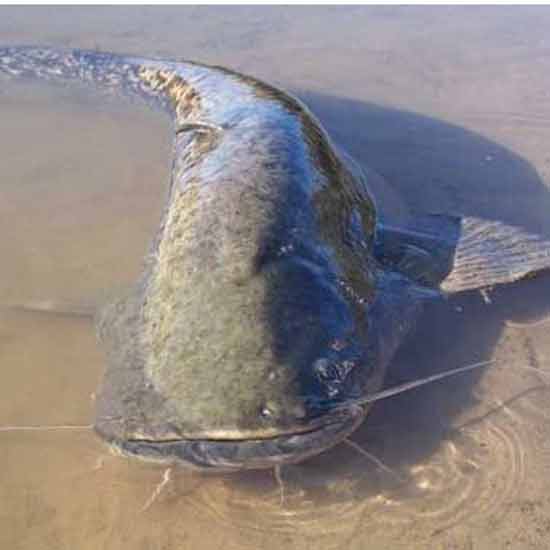 сом в нижней туре