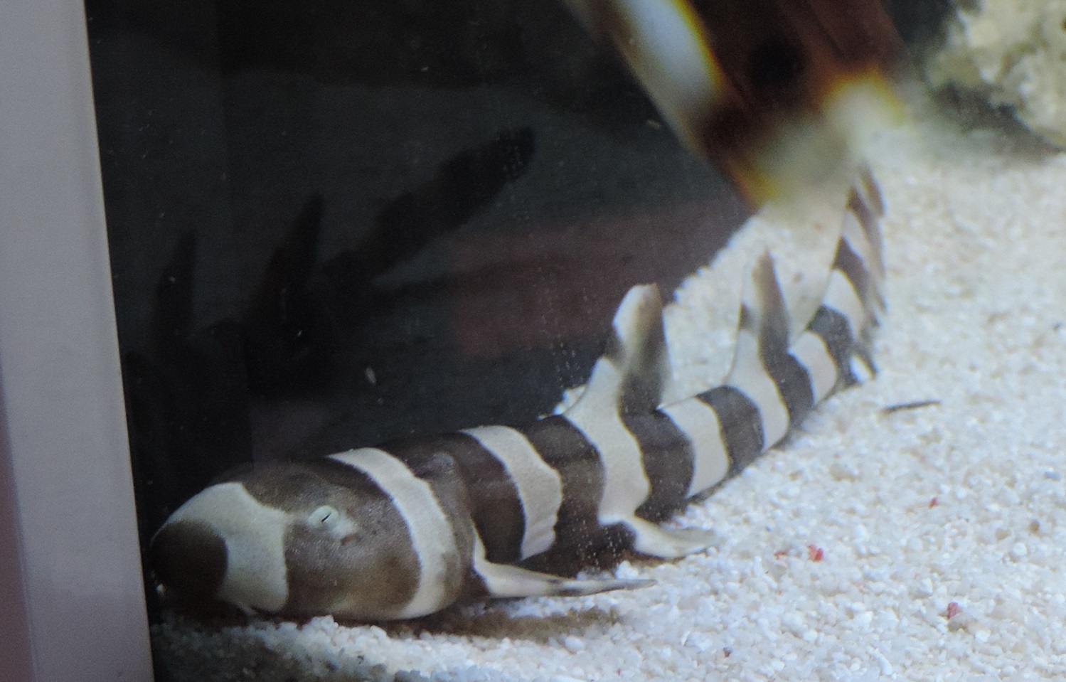 Reptiles Amphibians & Fish BAMBOO SHARK Chiloscyllium punctatum