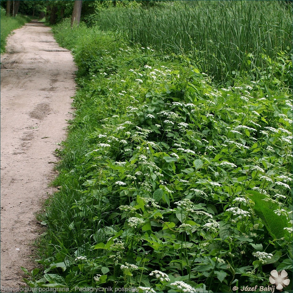 Aegopodium podagraria habitat - Podagrycznik pospolity siedlisko