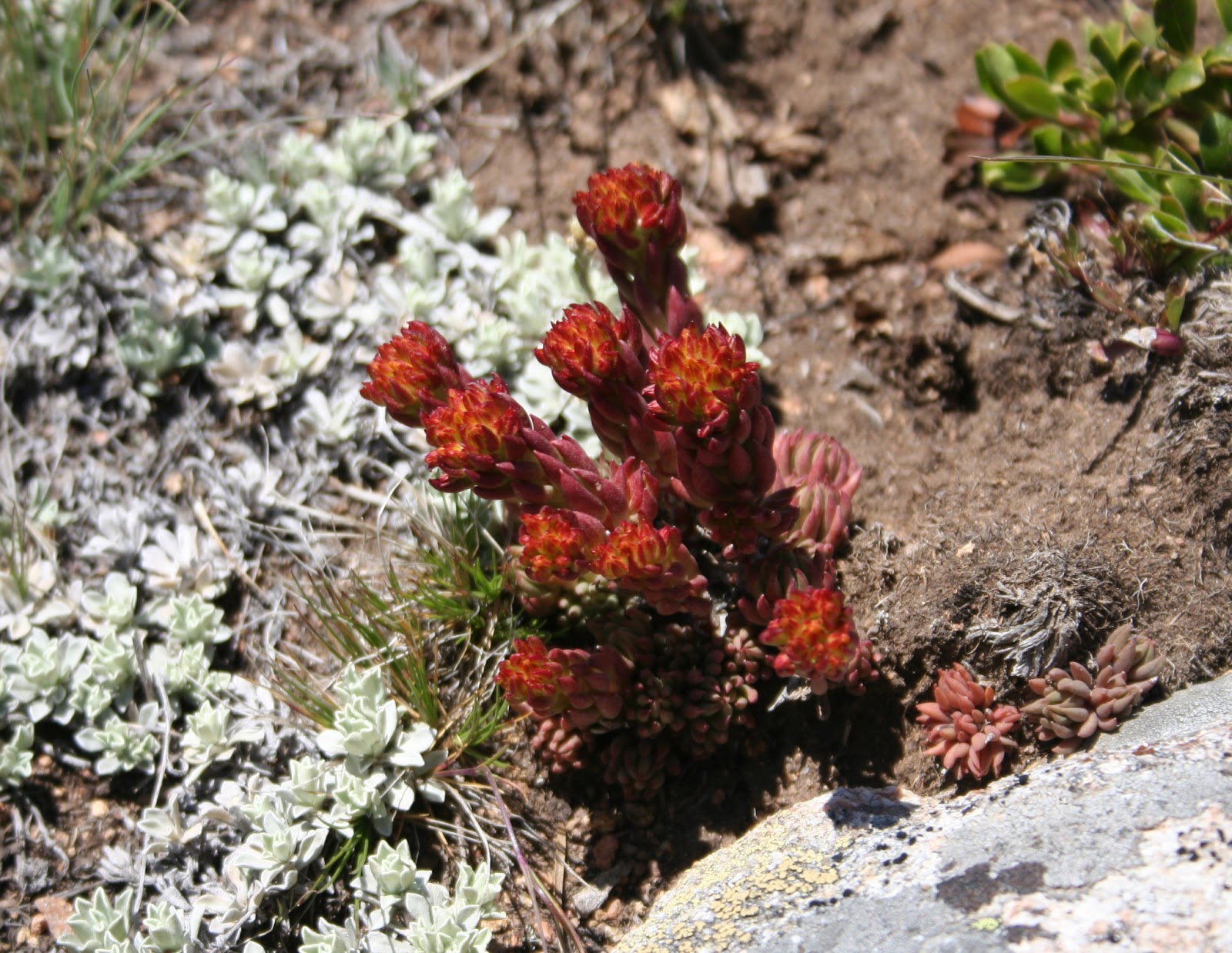 Medicinal Plants of Johnson County, Wyoming Why do plants have