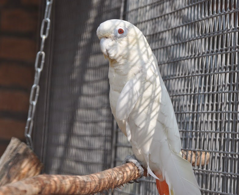 ZOOTOGRAFIANDO (MI COLECCIÓN DE FOTOS DE ANIMALES) CACATÚA FILIPINA