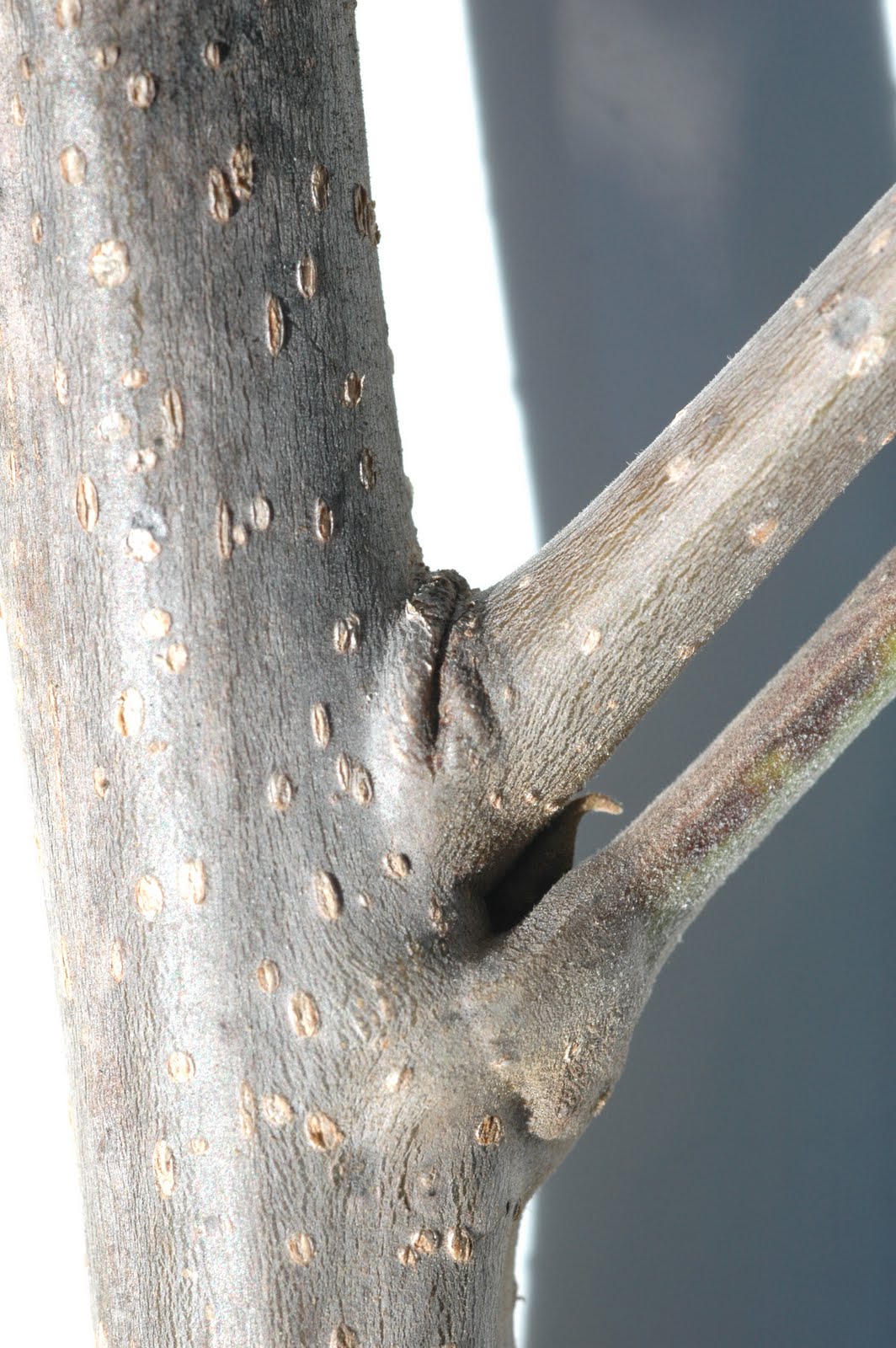 Northern Pecans Training young pecan trees The problem of stalked buds