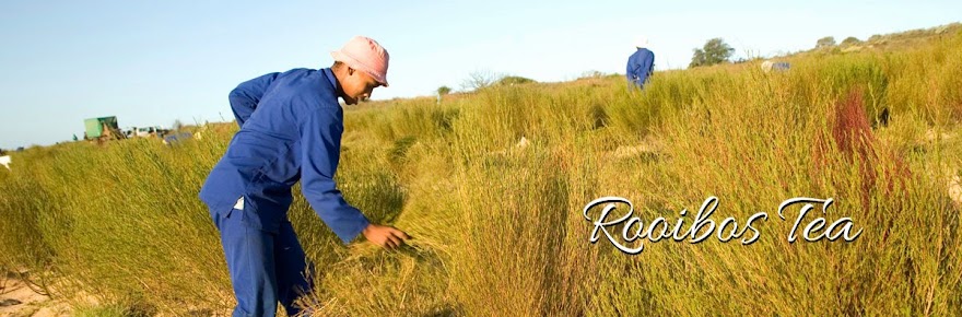 teh celup rooibos fakta ilmiah teh rooibos bagi kesehatan teh celup rooibos fakta ilmiah teh rooibos bagi kesehatan