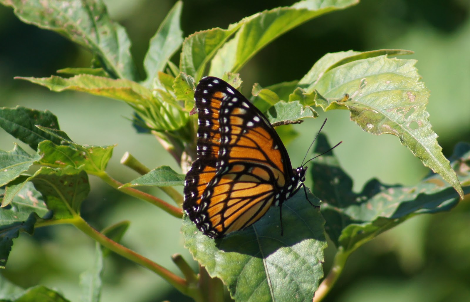 Things with Wings Massachusetts Butterflies