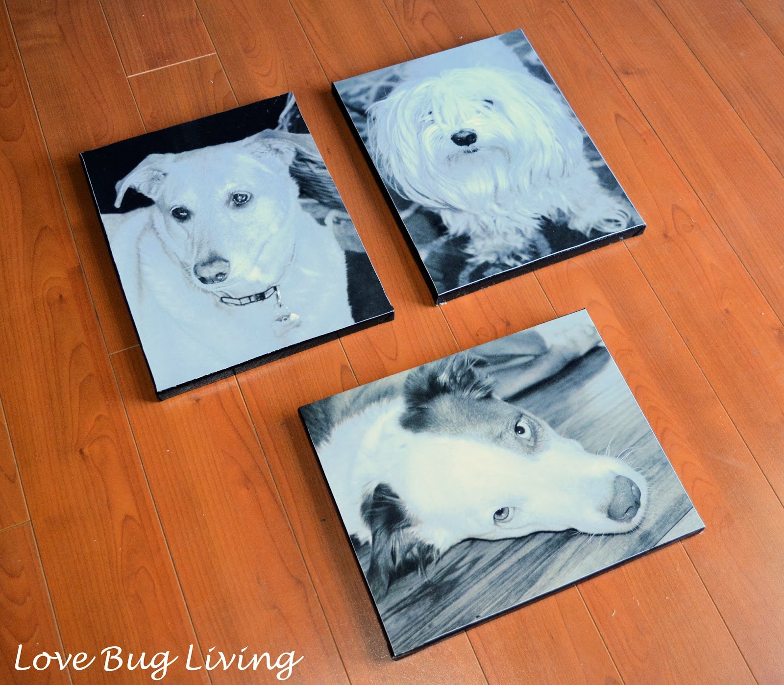 Love Bug Living DIY Pet Photo Canvas