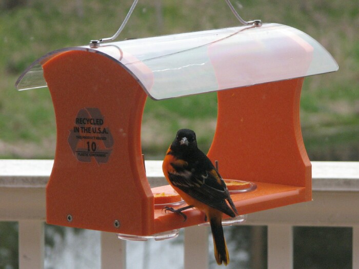 Stitches Of Violet Wednesday Wings Return Of The Male Orioles