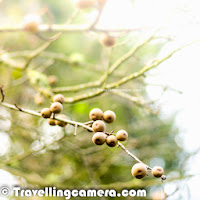 Hope you have enjoyed the journey of first two days with us so far. If you haven't gotten a chance, we recommend to check out Part-1 & Part-2 of the journey and then come back here to enjoy the third day trek to Dhanachuli Village around Kumaun hills. Let's start this Photo Journey to the beautiful Dhanachuli Village.It was bright sunny morning at Dhanachuli and some of us were up at 6:30am. Unpredictable weather during last two days had created so much curiosity that everyone was excited to see bright morning on third day. It opened the gates for the trek to the abandoned village of Dhanachuli. We started from Te Aroha at around 7:00 am. We drove from Te Aroha to the market of Dhanachuli village. We stopped near Bank of Baroda and started our trek downwards through green farms facing snow covered peaks. Mr. Sumant Batra personally led the entire trek and kept us informed about various trees, crops, plants, architecture & people.For initial 20 minutes, we were walking through the habitat area which is comparatively close to the main road which connects Dhanachuli village to other parts of Kumaun. Most of the villagers have pets and mainly cows & goats. Corn crops were all over the farms and some of the farms also had seasonal vegetables - peas, cabbage, bringle, tomatoas, green chillies, kidney-beans (Rajmah) etc. Dhanchuli village is deep in the valley surrounded by snow capped hills on one side and steep green mountains on other side. Dhanachuli hills are probably some of the highest hills in Kumaun region.At the end of the trek were some dilapidated houses of the old Dhanachuli village. Most of the old village is abandoned with only a couple of houses still occupied. The villagers, it seems, have moved to houses closer to the road.The houses were adorned with some interesting carvings and designs. Sumant pointed out some samples of carvings from as far as Rajasthan. He expressed his amazement at finding such designs up here in Uttarakhand. One possible explanation, he thinks, is that these people migrated from the plains over a hundred years ago to escape forced conversions. And with them they carried a part of their memories, tradition, and culture, always wanting to cling on to what they had to leave behind.The houses, though abandoned, still tell a story with their strong foundations, quality material used for building. If you look at the picture above, you will see stones stacked on top of each other. This material is native to the hills and has stood against the test of time.This was one of the houses that was still occupied. A cat was sunning itself on the stairs, while the occupants went about their daily chores. The villagers keep busy most of the times as they need to do almost everything themselves. It is a life full of hardwork and peace.These freshly plucked red chillies and corns have been spread out to dry so that they don't get spoilt when they are stored. The villagers keep some portion of the crops they produce for their personal use, while they sell of the rest. This particular house was so isolated from the rest that we were wondering if the occupants feel afraid at night. We were also asking ourselves what they do to keep themselves entertained. And then we noticed the dish antennae installed outside...but of course...While looking at the exteriors of the abandoned houses, we were curious about the insides. We found an interesting looking house and some of us dared to climb inside. A few of us were worried whether we would chance upon a sleeping leopard inside the house. But Sumant assured us that it wasn't a possibility because if there was a leopard inside, we would be able to smell it before we saw it. Our fear may sound funny to you, but in reality a leopard sighting isn't as rare in these parts. If a cattle is killed or a dog vanishes, the crime is mostly blamed on leopards. Some of the buildings were so beautiful that we were left wondering why no one had noticed them yet. No Bollywood film thriller/ horror film has been shot here, no fashion shoot has been organized with these houses as a backdrop, although the setting is perfect!The last point of the trek was a temple. We sat in the premises and had tea and cookies made by Te Aroha's chef. It was very considerate of Sumant to have thought of this because after the long trek, all of us were dying for a cup of tea. We sat there for about half-an-hour listening to the birds sing and watching the clouds drifting into the valley. We had some interesting conversations while sitting here. We spoke about how inconsiderate it is to build a huge concrete structure on the top of a hill in the mountains. Such things can be very risky for the villagers living below. We discussed how essential it is for development to happen in a responsible way. And during the course of this discussion we discovered that Te Aroha, even though they have taken a water connection from the government's water supply and pay for it, they never use the water. Simply because if the resort starts using the water, hardly anything will be left for the villagers. Instead, Te Aroha has made elaborate arrangements for rainwater harvesting and uses the water they collect from this along with the water from the borer they have installed themselves. After the tea, it was time to head back and this time we chose a different route. Instead of the slippery rocky route, we chose to walk a trail through thefields. En route we stopped and tasted some very sweet peas, and met some local children who were more than happy to oblige us with generous smiles. The morning was a tiring one and yet gratifying. And we felt exercised and yet relaxed at the end of it. More than anything else the trek provided a lot of food for thought and we dwelled on it for quite some time.