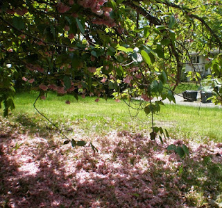 Cherry Tree - 001 by J. Lanier Cherrty Tree - 001, tn 20