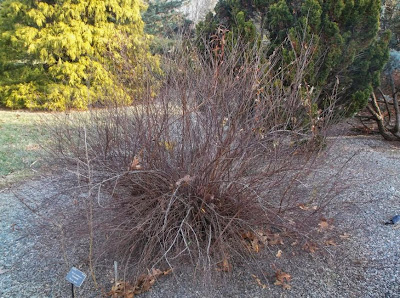 Future Plants By Randy Stewart Spirea