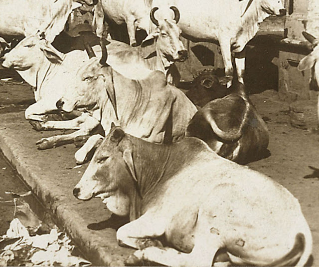 Cows-on-the-pavement-of-Harrison-street-in-Calcutta---1903-c