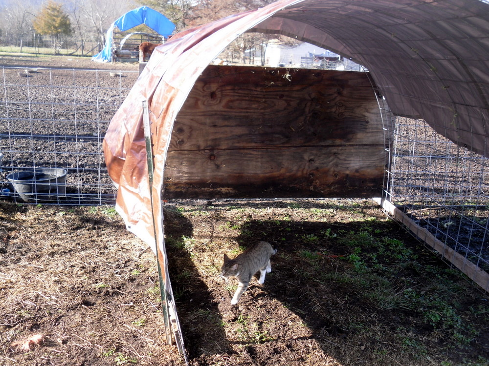Spinning Dreams and Weaving Yarns Hoop houses for sheep shelters