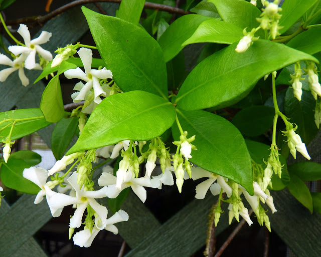 Confederate Jasmine for Outside and In Birds and Blooms