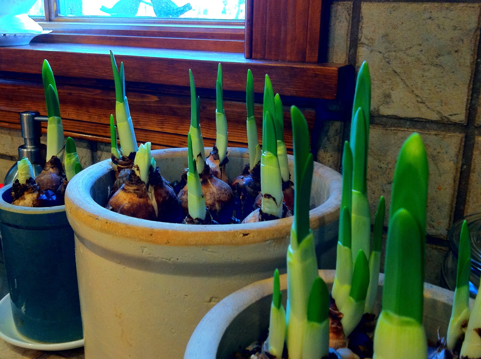 P O T A G E R Holiday Fatigue and Bargain Bulbs