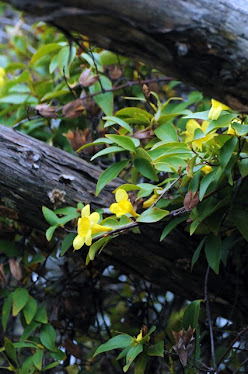 Carolina Jessamine, Gelsemium sempervirens