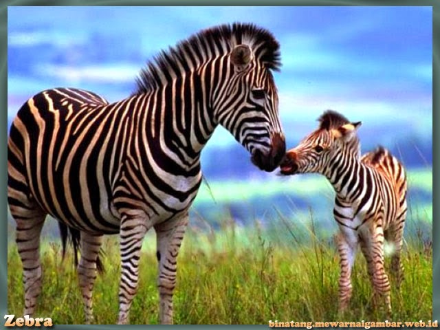 Fakta-Fakta Unik Mengenai Zebra | Nama, Gambar Binatang A-Z