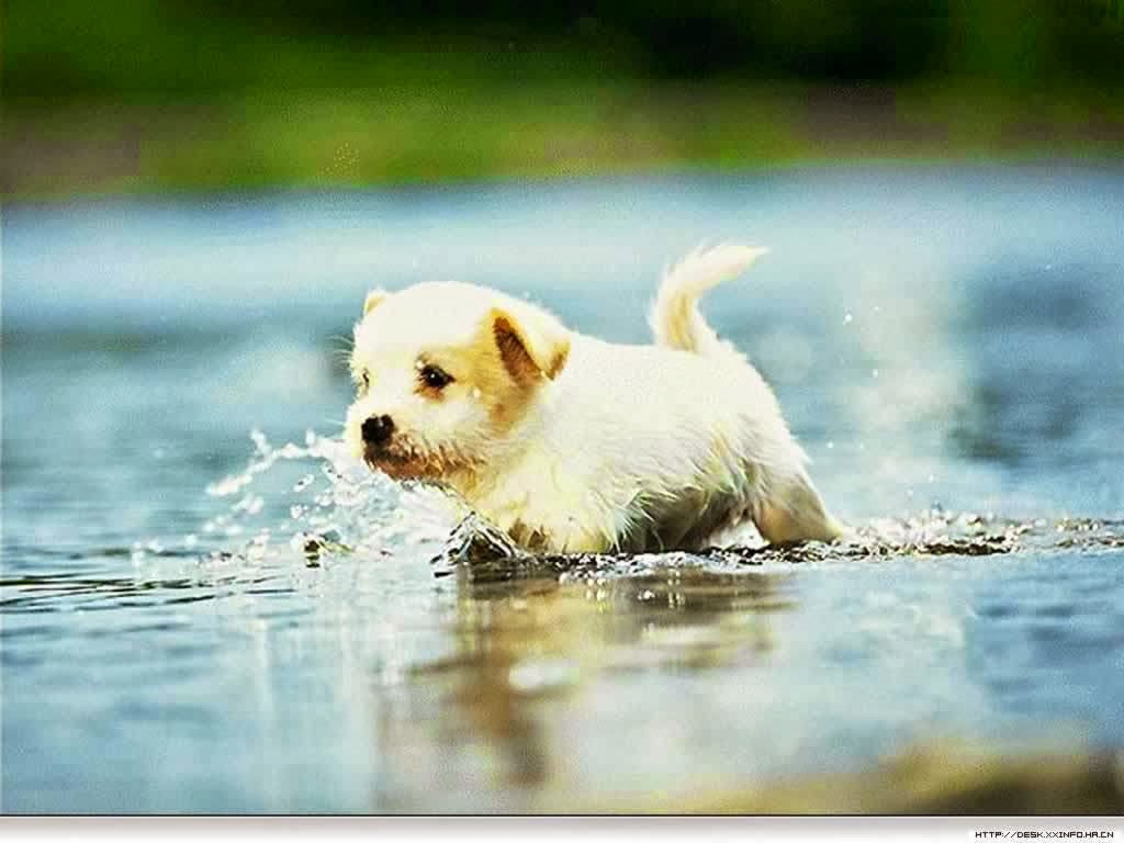 Cute Puppies HD Wallpapers - HD Wallpapers Blog