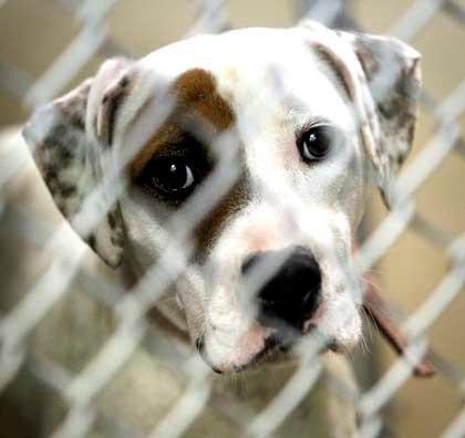 Aggressive Dog Rescue Nc Aggressive Dog Rescue Nc