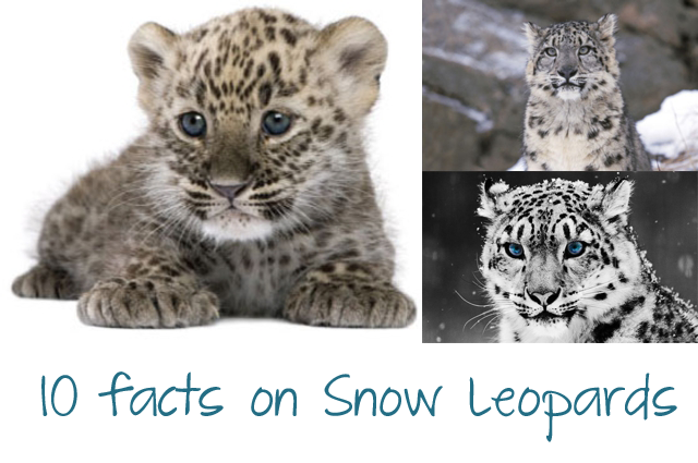 Leopard Identification Project: 10 facts on Snow Leopards
